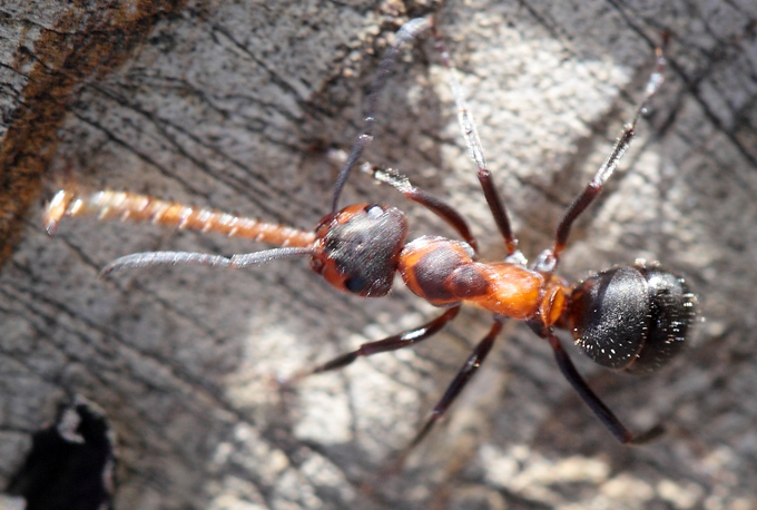 Formica pratensis